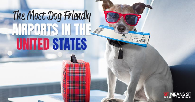 The Most Dog-Friendly Airports in the US