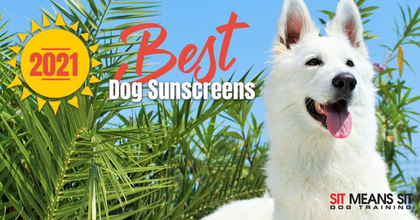Best Dog Sunscreens