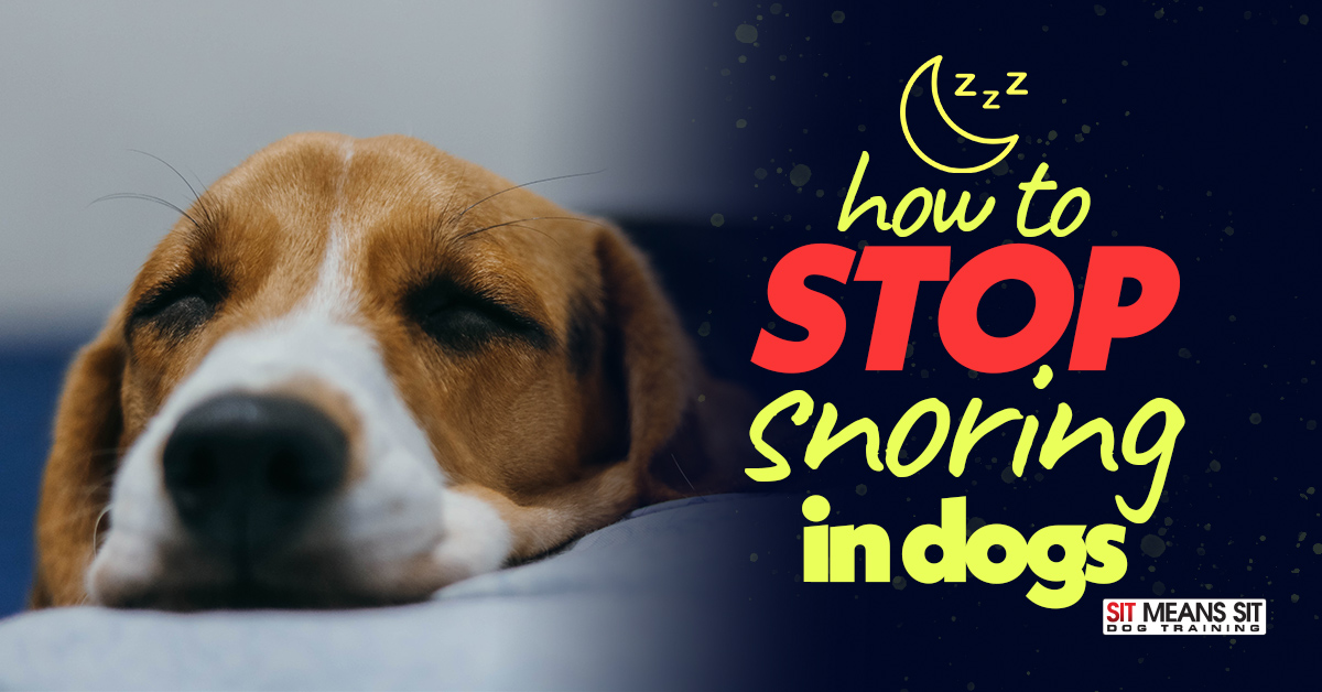 How To Stop Snoring In Dogs