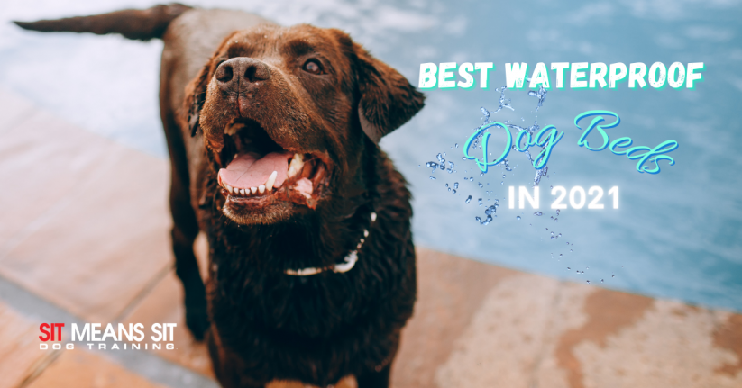 The Best Waterproof Dog Beds of 2021