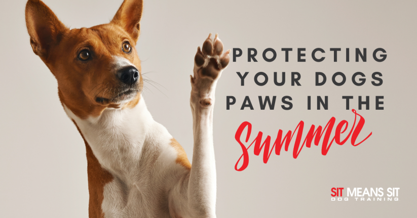 Protecting Your Dog's Paws in the Summer