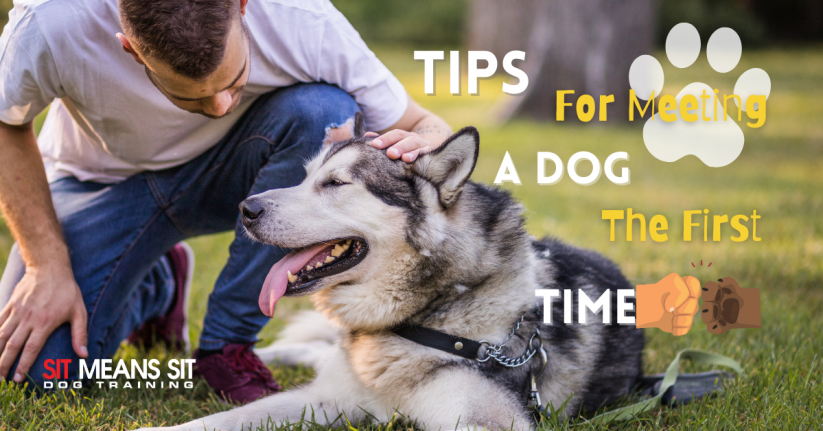 Tips for Meeting a Dog for the First Time