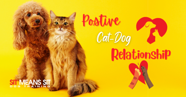 Creating A Positive Dog & Cat Relationship