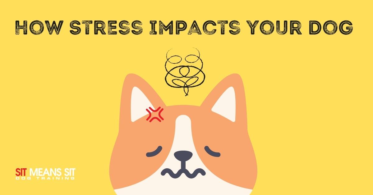 How Stress Impacts Your Dog