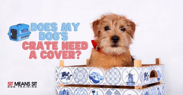 Does My Dog's Crate Need a Cover?