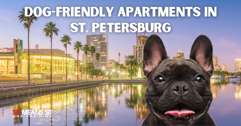 The Best Dog-Friendly Apartments in St. Petersburg