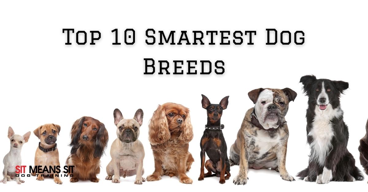 smart dog breeds top 10