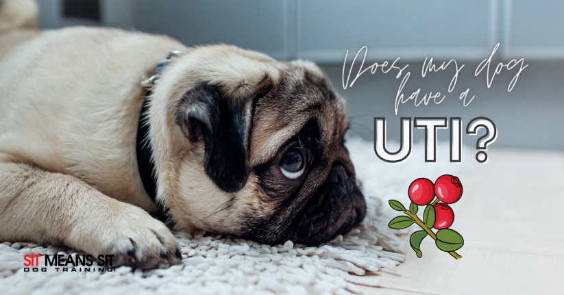 Does My Dog Have a UTI?