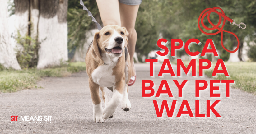 Join Us at the SPCA Tampa Bay Pet Walk