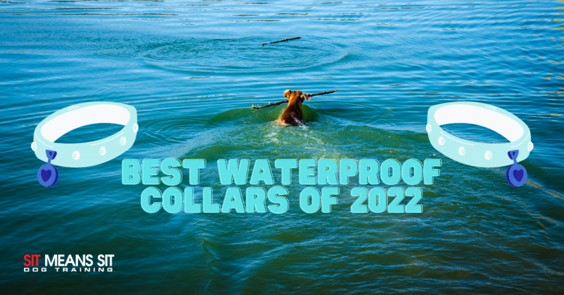 The Best Waterproof Collars of 2022