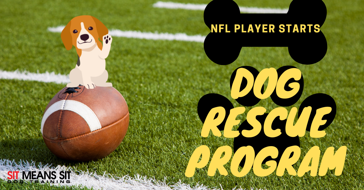 dog rescue program poster