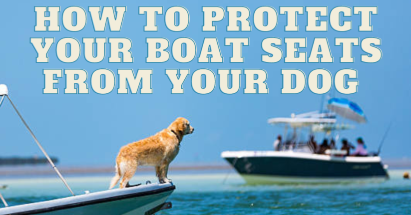 How to Protect Your Boat Seats from Your Dog