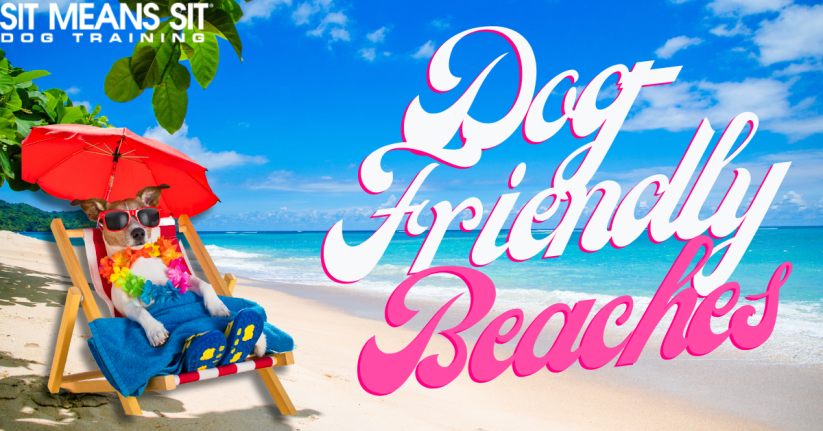 Dog-Friendly Beaches Near St. Petersburg, Florida