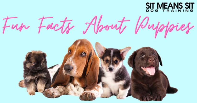 Ten Fun Facts About Puppies