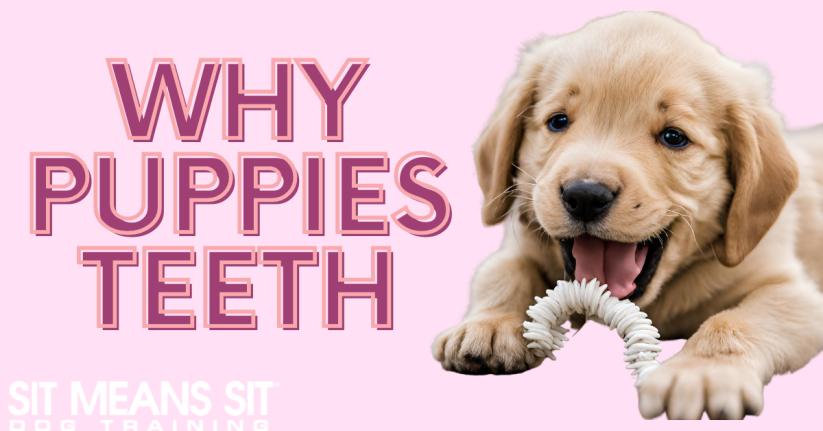 When Do Dogs Lose Their Puppy Teeth?