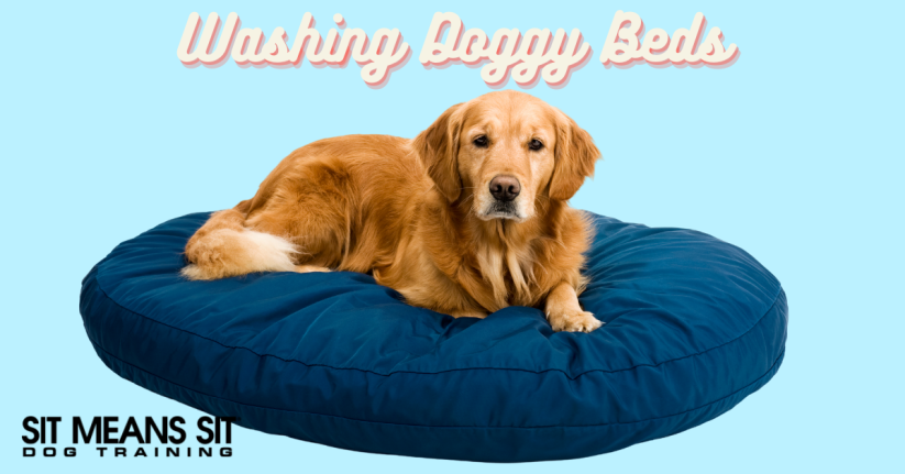Pro Tips for Washing Your Dog's Bedding