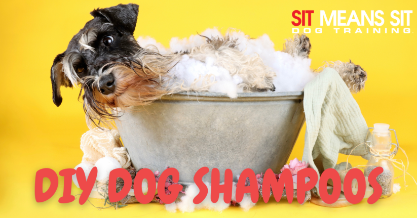 Easy DIY Dog Shampoo Recipes