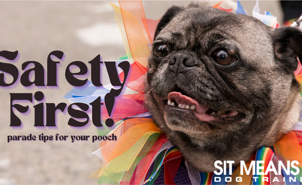 Safety Tips for Taking Your Pup to a Pride Parade