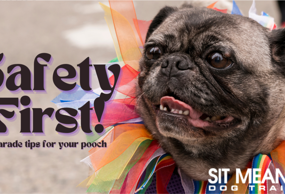 Safety Tips for Taking Your Pup to a Pride Parade