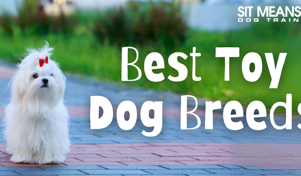Tiny Treasures: The Best Toy Dog Breeds