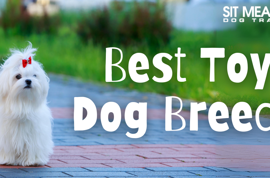 Tiny Treasures: The Best Toy Dog Breeds