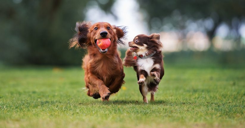 group training program - dog parks in Las Vegas