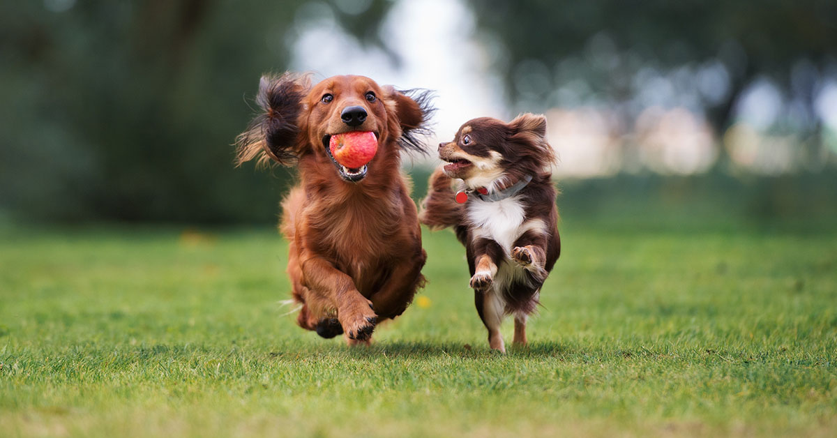 group training program - dog parks in Las Vegas