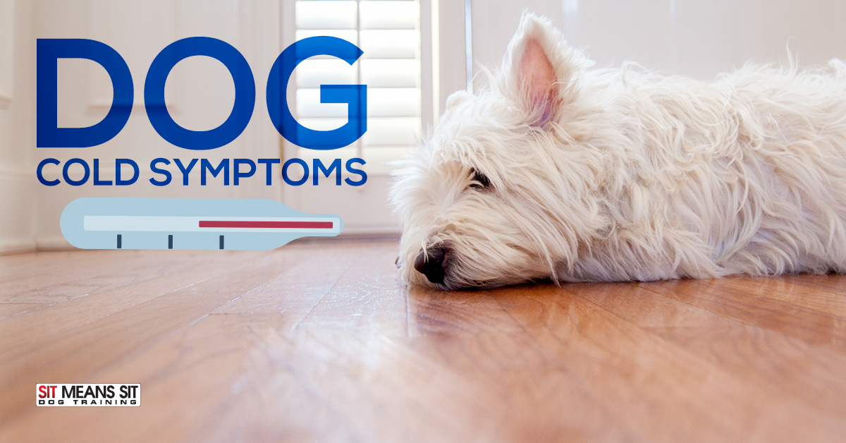 Tips to Soothe Dogs Cold Symptoms Sit Means Sit South