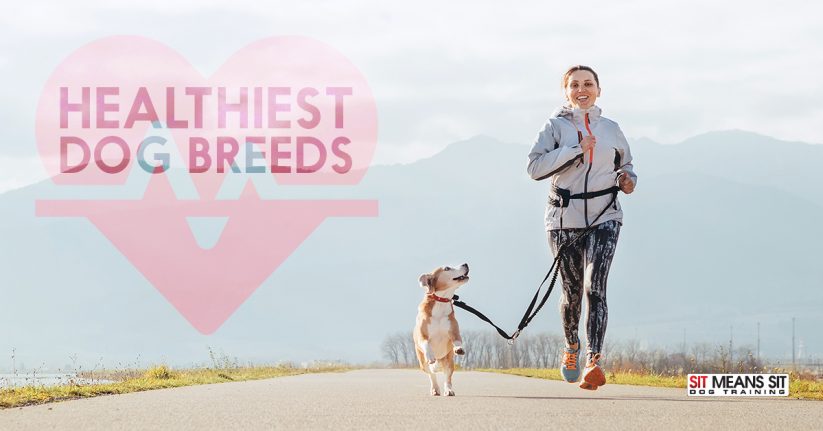 The Healthiest Dog Breeds 2021