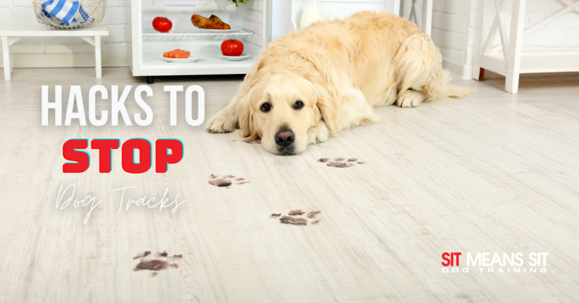 Easy Hacks To Stop Dog Tracks
