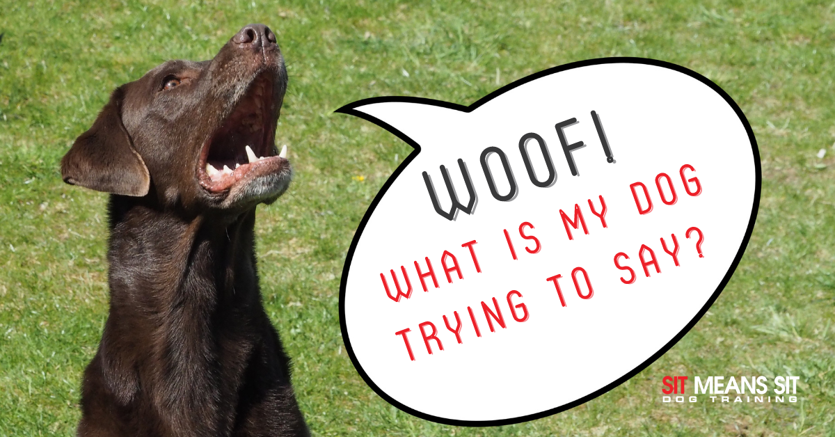 WOOF! What is My Dog Trying to Say? | Sit Means Sit South West Las Vegas