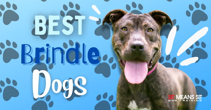 The Best Brindle Dog Breeds