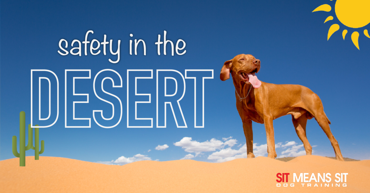 Keeping a dog safe in the desert with a dog standing in the desert