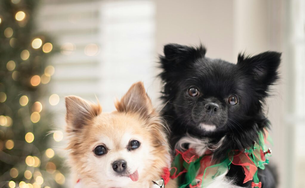 Two puppies wearing holiday accessories posing for a picture