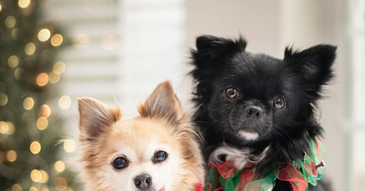 Two puppies wearing holiday accessories posing for a picture