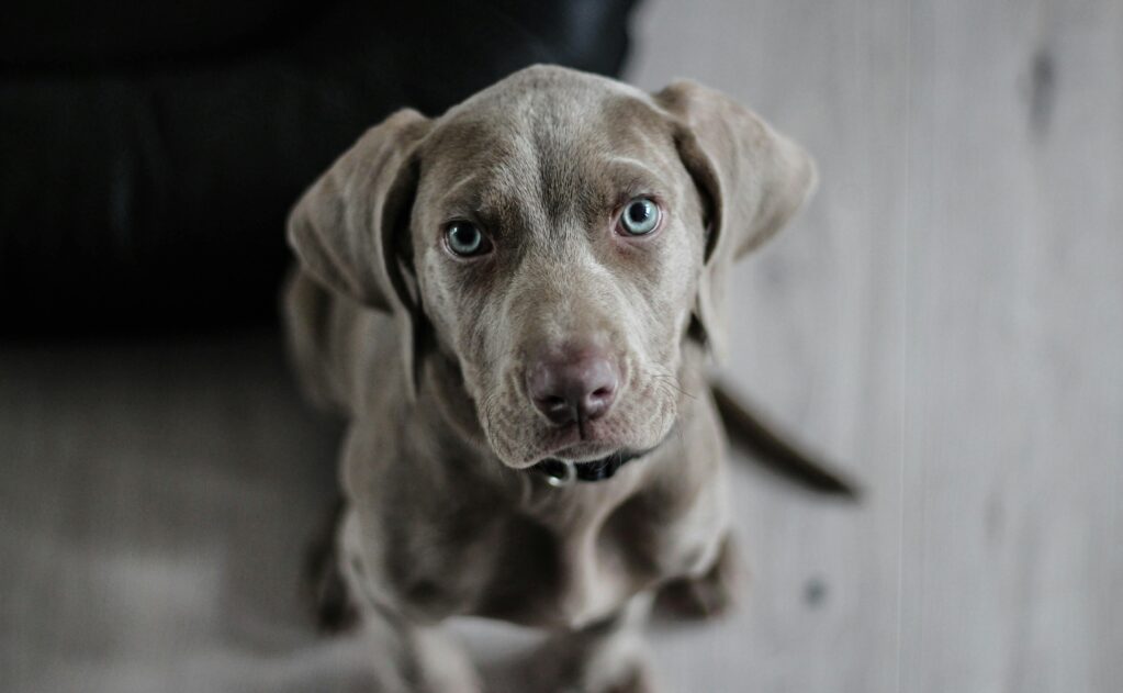 A grey dog with blue eyes close up photo