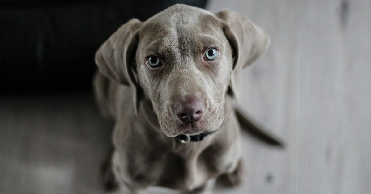 A grey dog with blue eyes close up photo