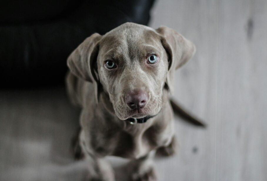 A grey dog with blue eyes close up photo