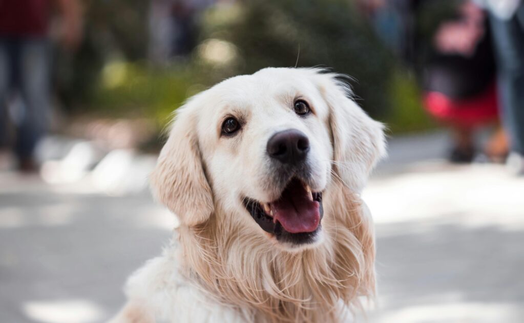 A white dog smiling for a picture