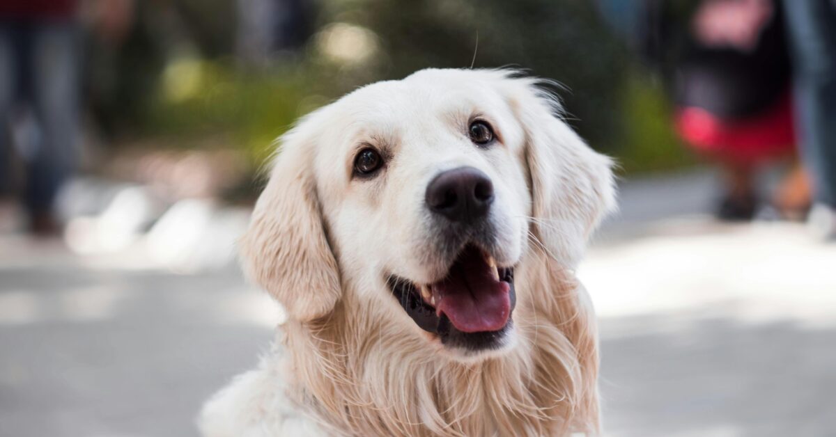 A white dog smiling for a picture