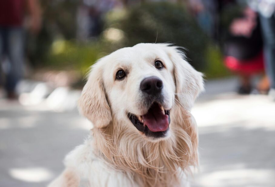 A white dog smiling for a picture