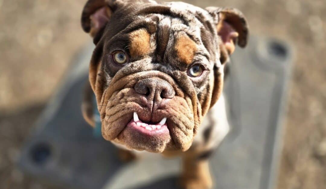 Potty Training Tips: How to Get Your Puppy on Track Fast