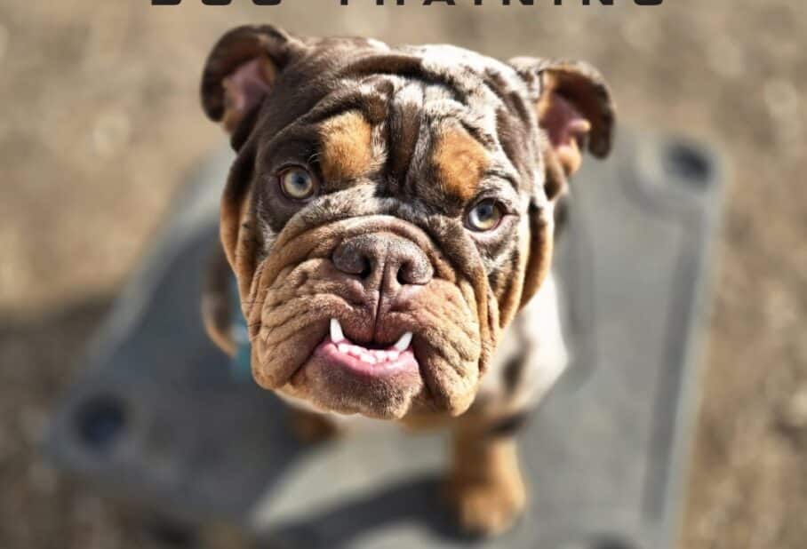 Potty Training Tips: How to Get Your Puppy on Track Fast