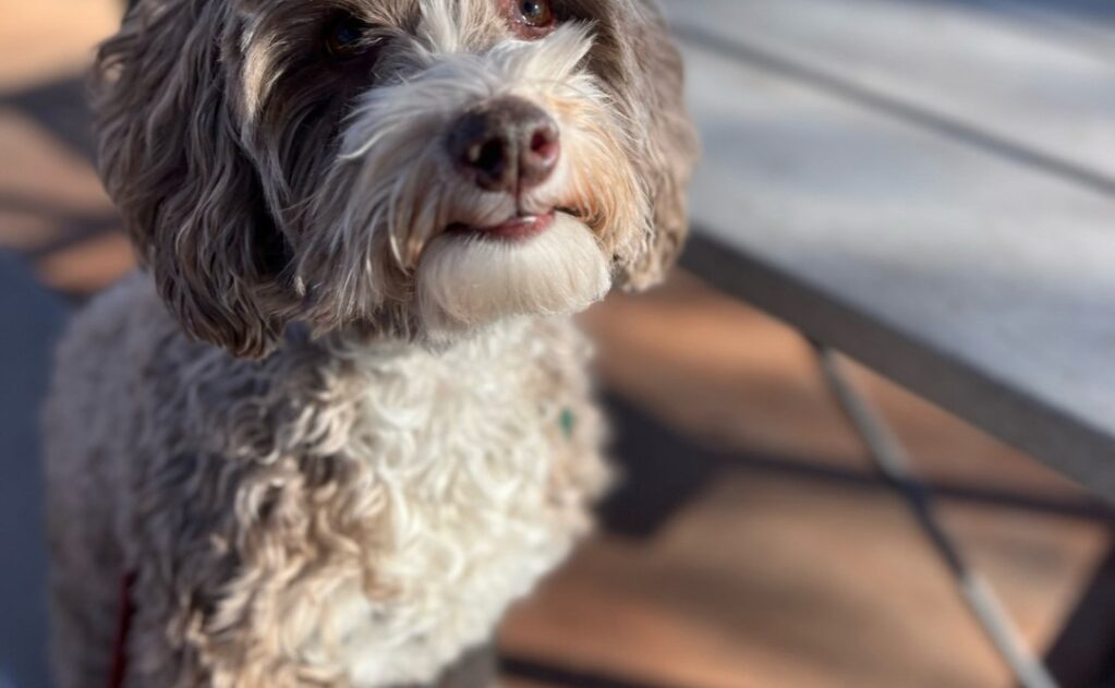 How to Keep Your Dog Active in the Vegas Heat