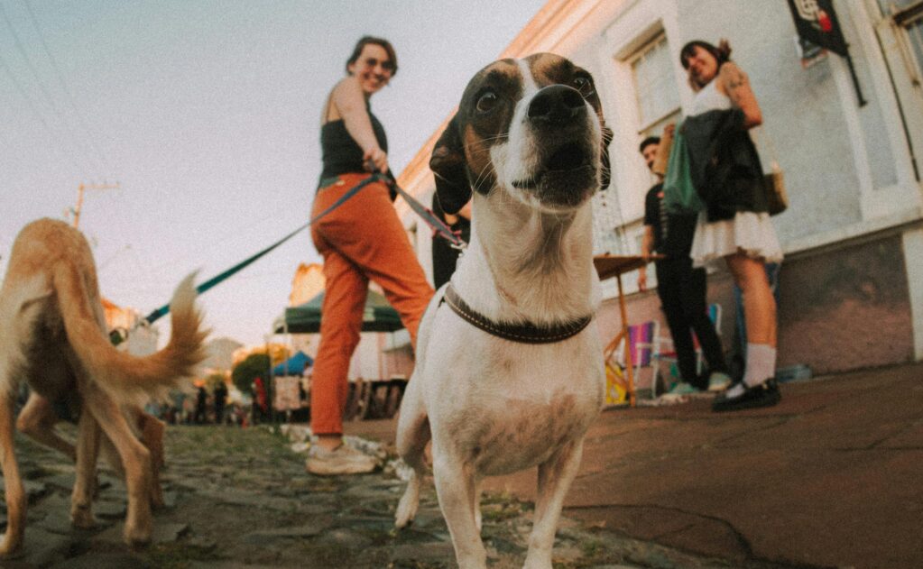How to Keep Your Dog Safe and Happy in Hot Weather