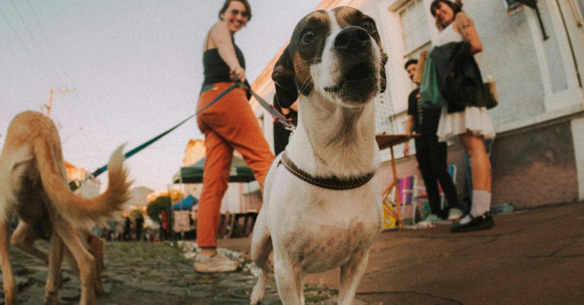 How to Keep Your Dog Safe and Happy in Hot Weather
