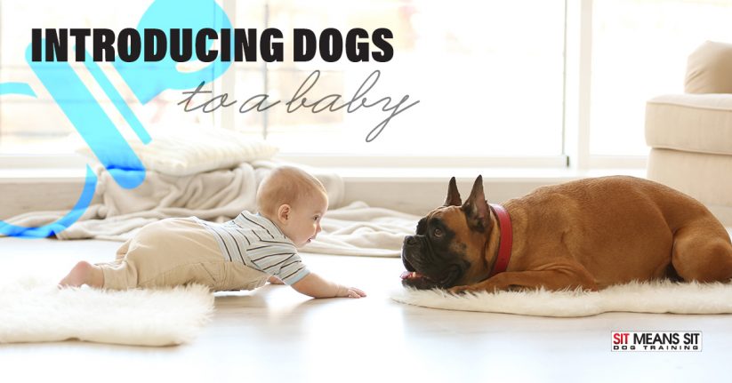 Tips for Introducing Dogs to a Baby