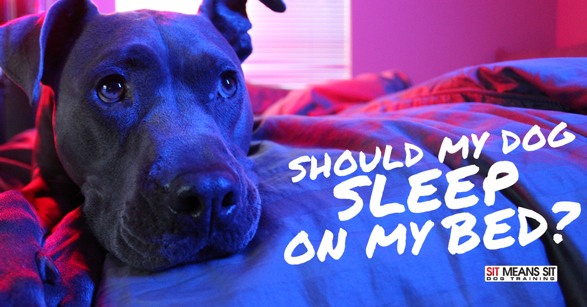 Should My Dog Sleep on My Bed?
