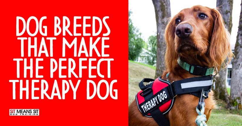 Dog Breeds That Make The Perfect Therapy Dog