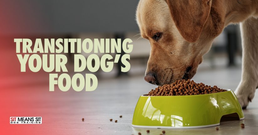 Transitioning Your Dog To New Food